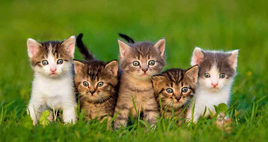 Celebrating Dia de los Gatos: Honoring Our Feline Friends